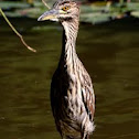 Savacu