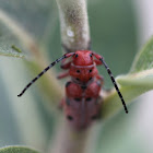 Milkweed Beetle