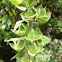 Foxglove