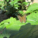 speckled wood