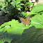 speckled wood