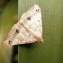 Dot-lined Angle Moth