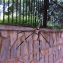 Golden Orb-weaver