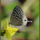 Andaman Cerulean
