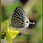 Andaman Cerulean