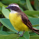 Social Flycatcher
