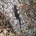 Five Lined Skink