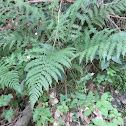 Glade Fern