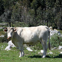 Vaca