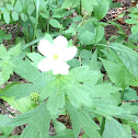 White Globe Flower