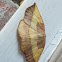 Dark-edged Eusarca