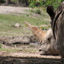 White rhinoceros (?)