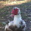 Muscovy Duck