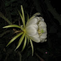 Pitaya