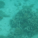 Finger coral