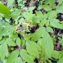 Blue Cohosh