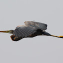 Purple Heron