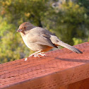 California Towhee