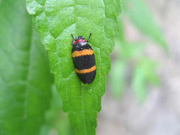 Spotting Image 1