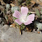 Malva