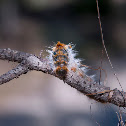 Pine Processionary Moth