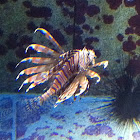 Lion Fish