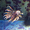 Lion Fish