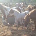 Chincoteague Pony