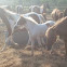 Chincoteague Pony
