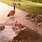 Canada geese