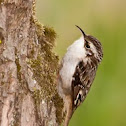 Brown Creeper