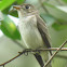 Asian Brown Flycatcher