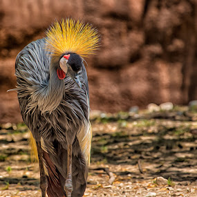 Flowing Crowned Crane by Bill Tiepelman - Animals Birds ( sharp, saint louis zoo, flowing, crown, big bird, zoo pics, wildlife, feathers, portrait, bird, pointy, large bird, east african crowned crane, zoo, zoo photography, zoo photos, beak, zoo animals, stl zoo, profile )