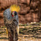 Flowing-Crowned-Crane-Profile.jpg