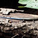 Five-lined skink