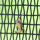 Hopper nymph