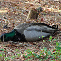 Mallard (drake)