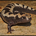 Marbled Salamander