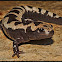 Marbled Salamander