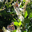 Painted Lady
