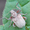 Grape Rootworm Beetle