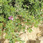 Sinai fagonbush