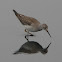 Greater Yellowlegs