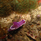 Royal Hypselodoris