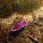 Royal Hypselodoris