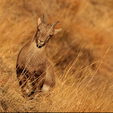 Alps' wild horngoat attitudes