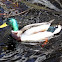 Mallard