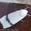 White Tiger Moth
