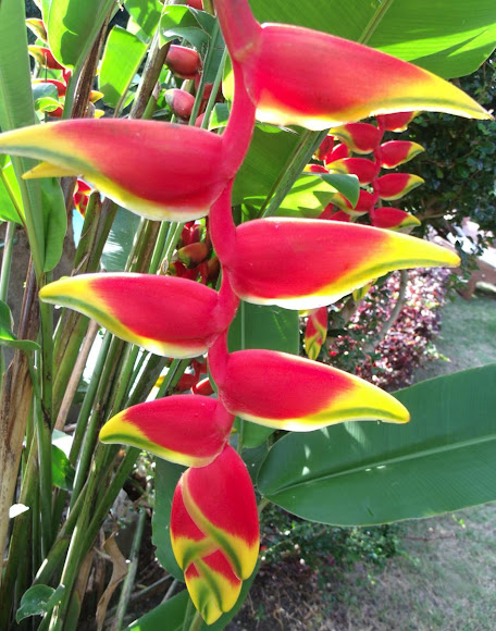 Spotting Image 1