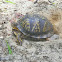 Eastern Box Turtle